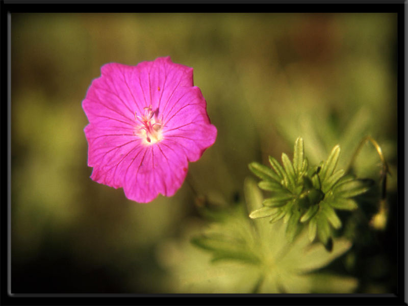 Geranium sanguineum / Geranio sanguigno